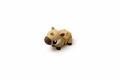 Capybara