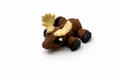 Moose